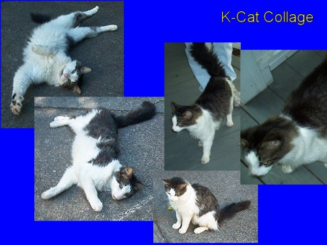K-Cat Collage