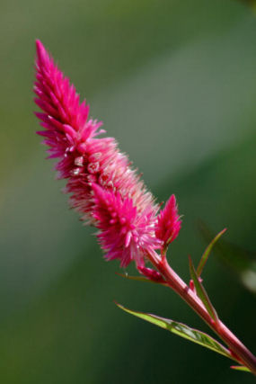 Flower from the UT Botanical Gardens