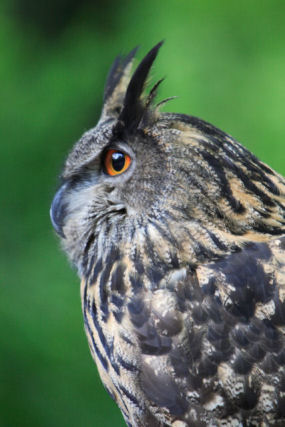 Profile of great horned owl