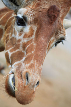 Giraffe face!
