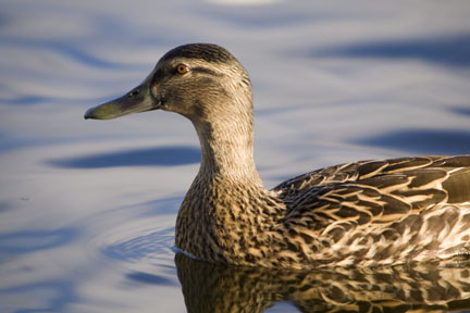 Paraparaumu Duck