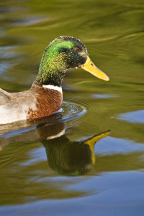 Paraparaumu Duck