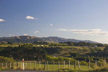 New Zealand Landscape (Palmerston North)