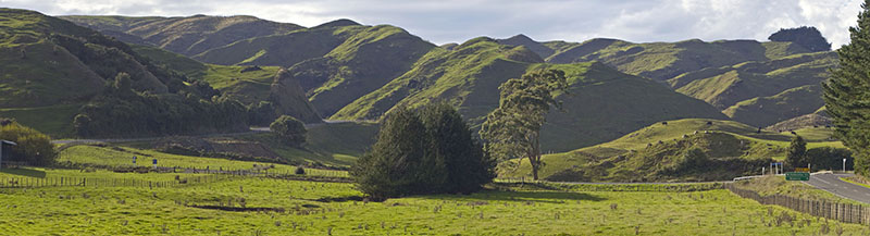 New Zealand Landscape (Rural Panoramic)