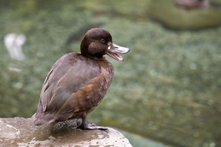 Cheeky Duck at Rainbow Springs