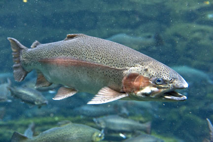 Rainbow trout at Rainbow Springs