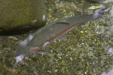 Rainbow trout at Rainbow Springs