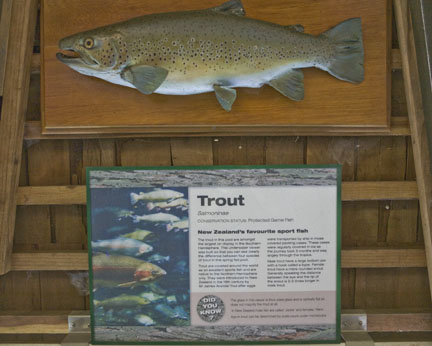 Brown trout at Rainbow Springs