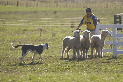 North Island Sheep Dog Trials