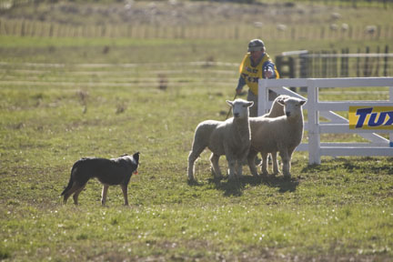 North Island Sheep Dog Trials