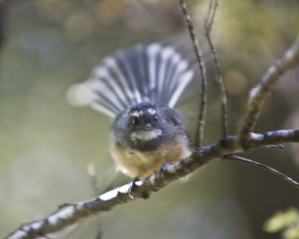Fantail bird at Tongariro National Park
