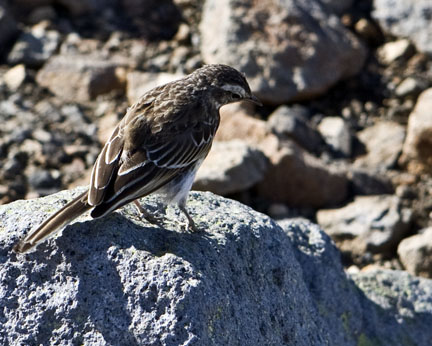 Bird in Tongariro National Park