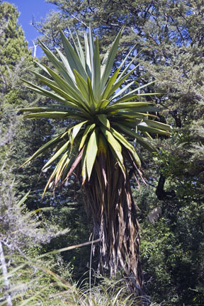 Trees in Tongariro National Park