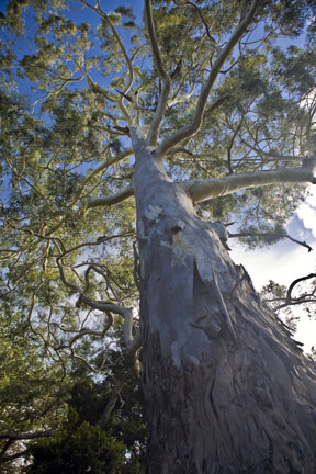 New Zealand Tree (Palmerston North)